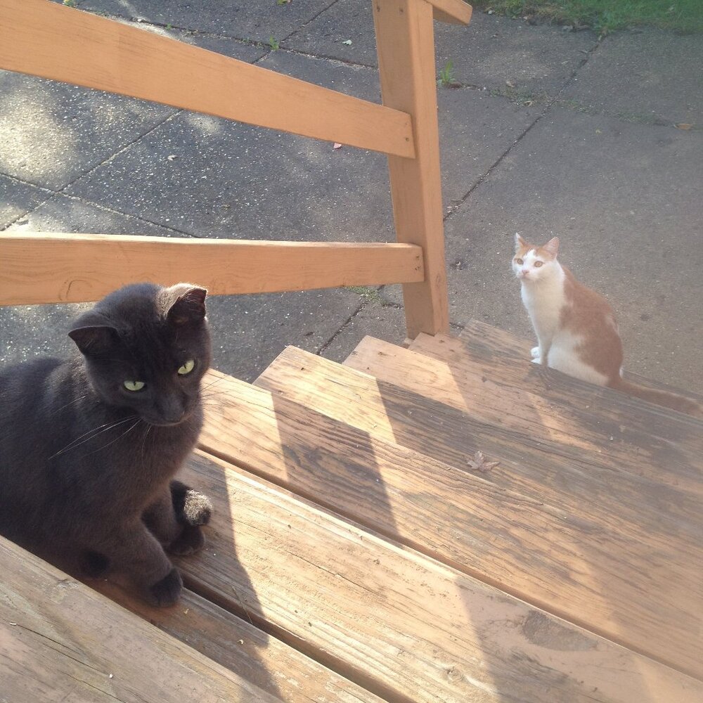 Stray work & Critter Pics! Just sharing XO. PLEASE Spay and Neuter your pets! - Picture 3 of 17